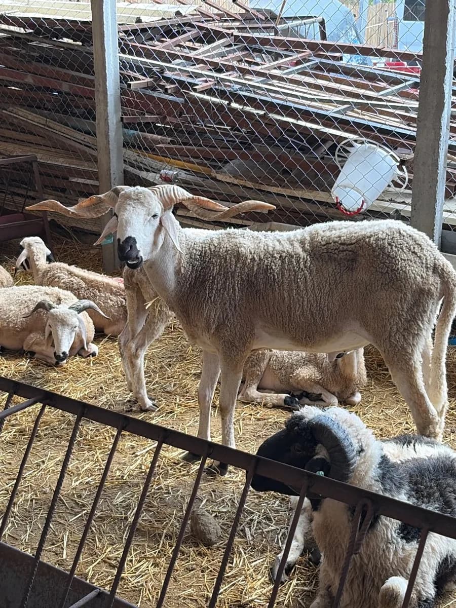 ferme Khayrat abou lbanat photo 3