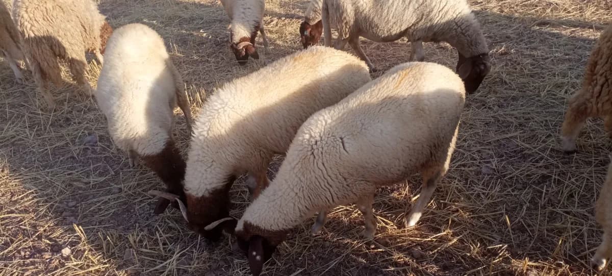 Ferme al khayr photo 4