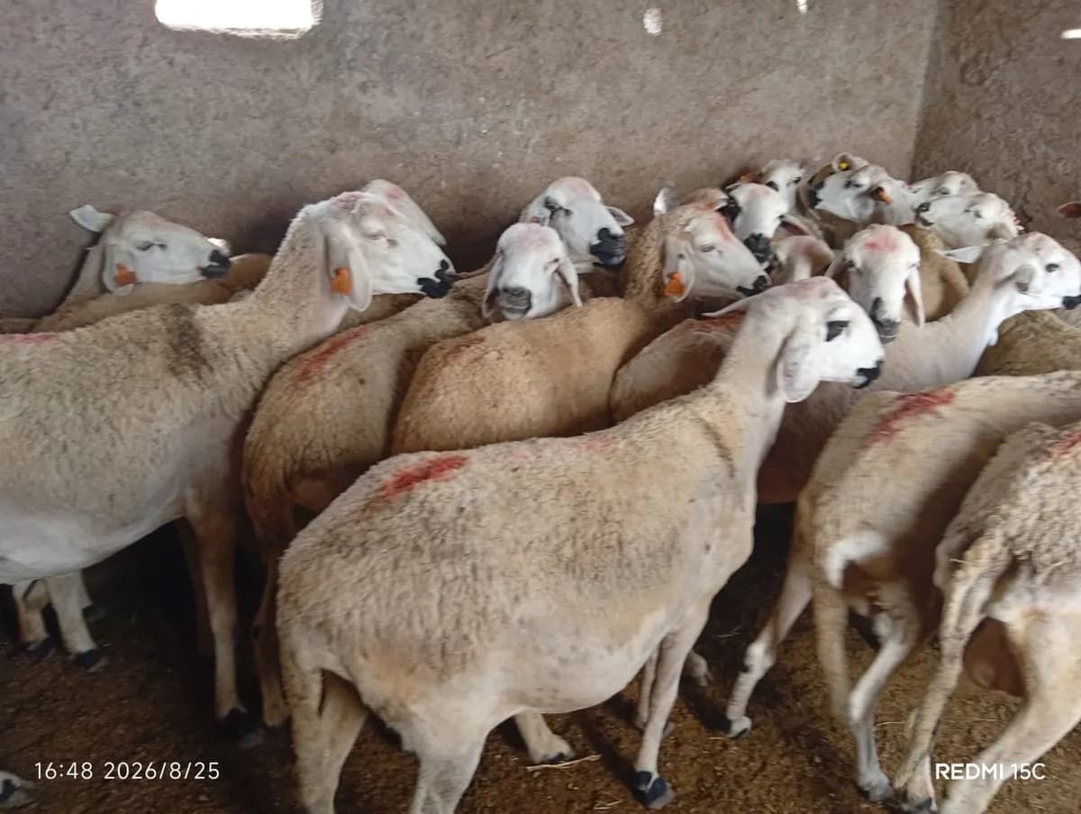 ضيعة سطات photo 3