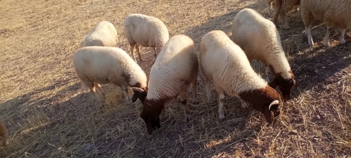 Ferme al khayr photo 2