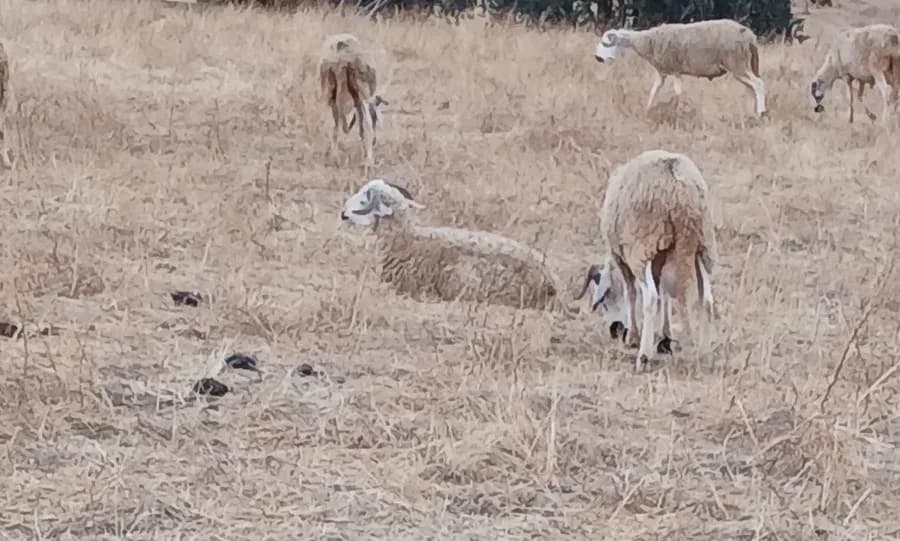 ضيعة الحرشة photo 1