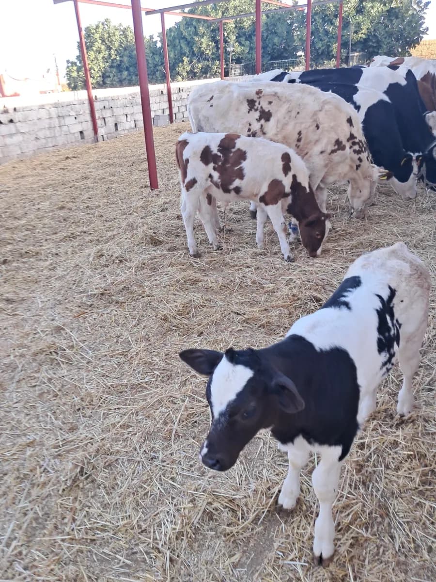 Ferme Nabil photo 1