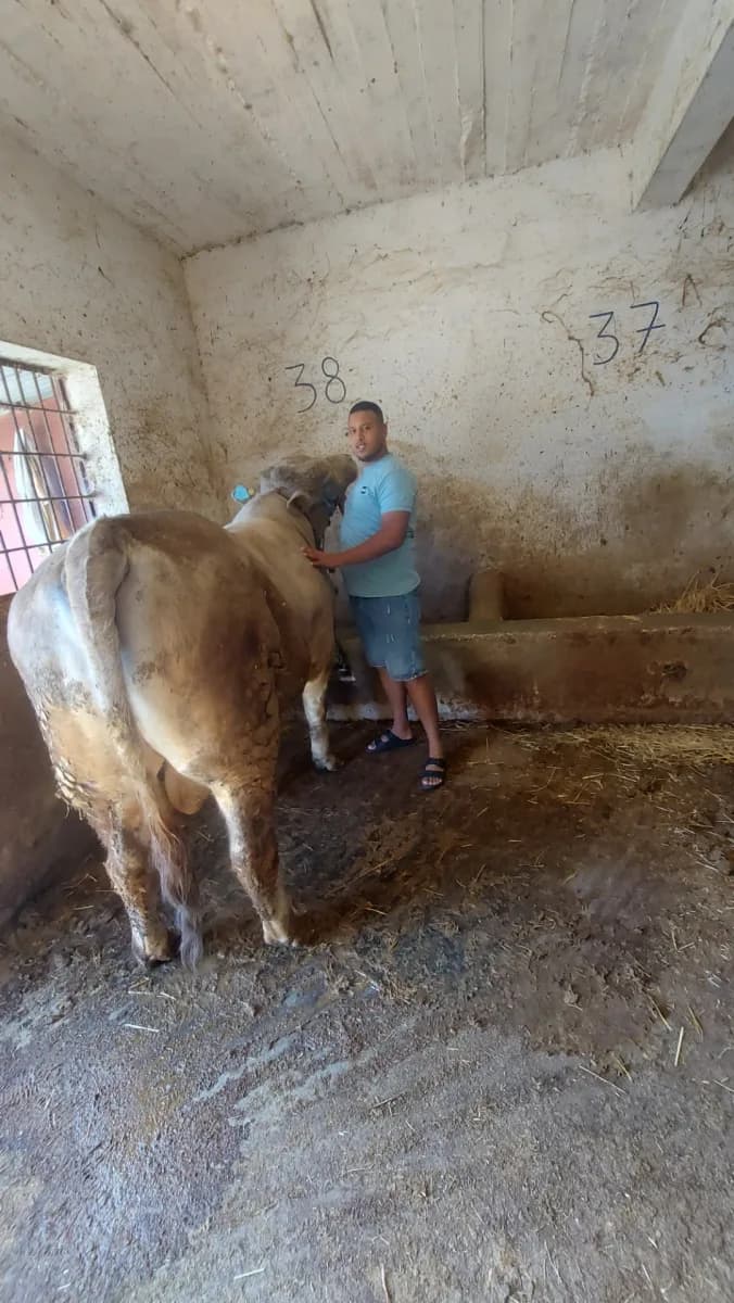 مزرعة محمد لتسمين الأبقار photo 4
