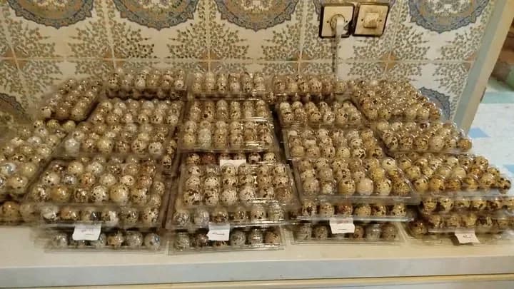 ضيعة الريشة الذهبية photo 1
