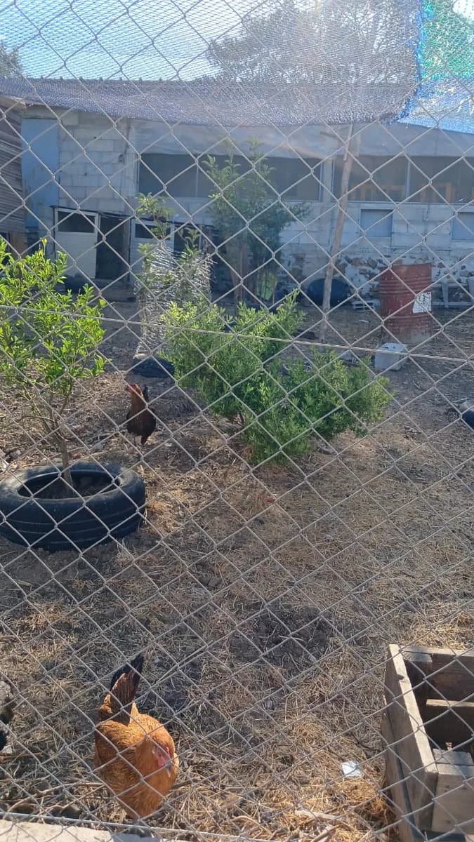 RIMALAK FARM photo 2