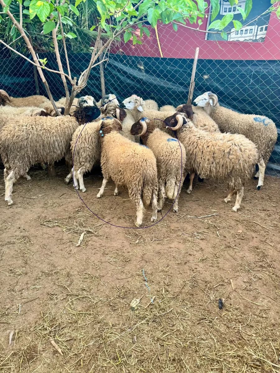 Siditaibi farm photo 1