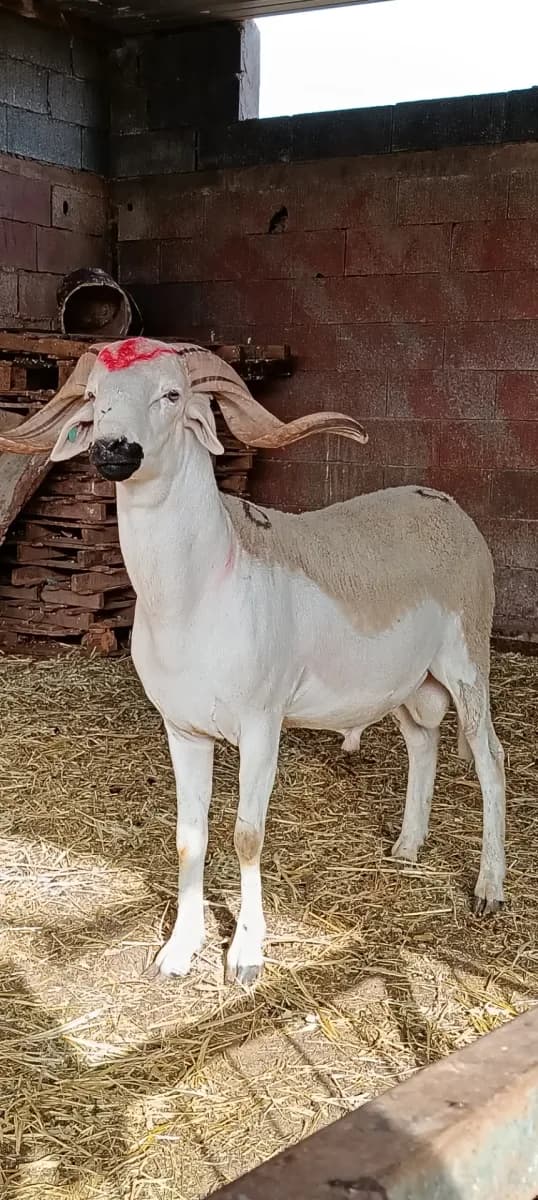 ضيعة الخير والبركة photo 1