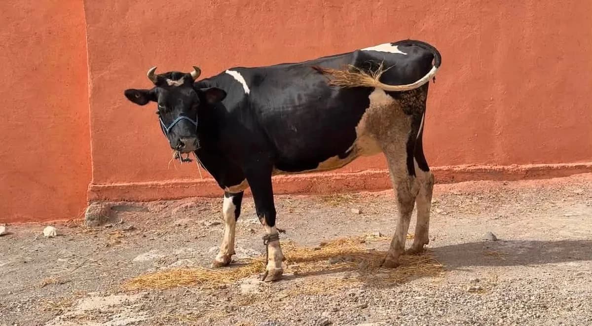 ضيعة مروان لبيع العجول photo 1