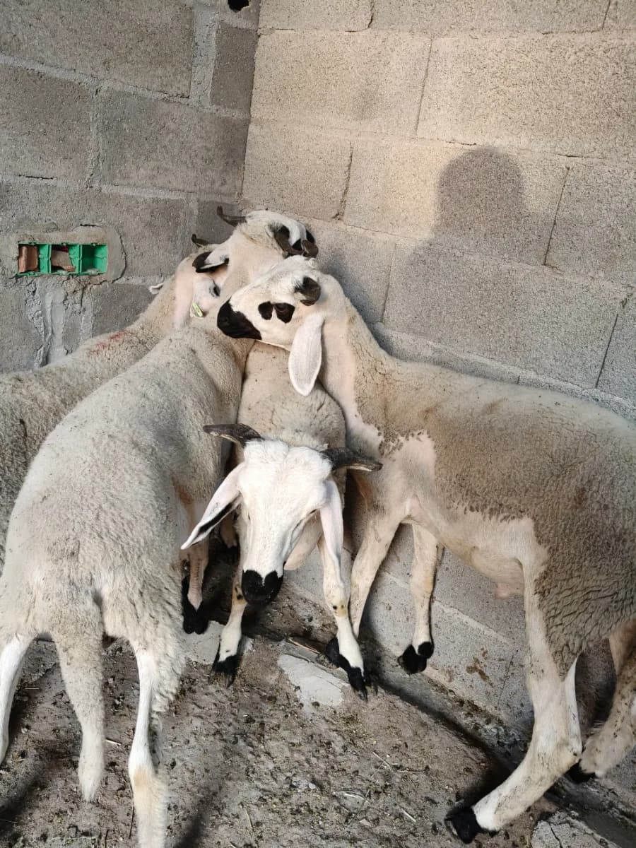 دار الصردي photo 2
