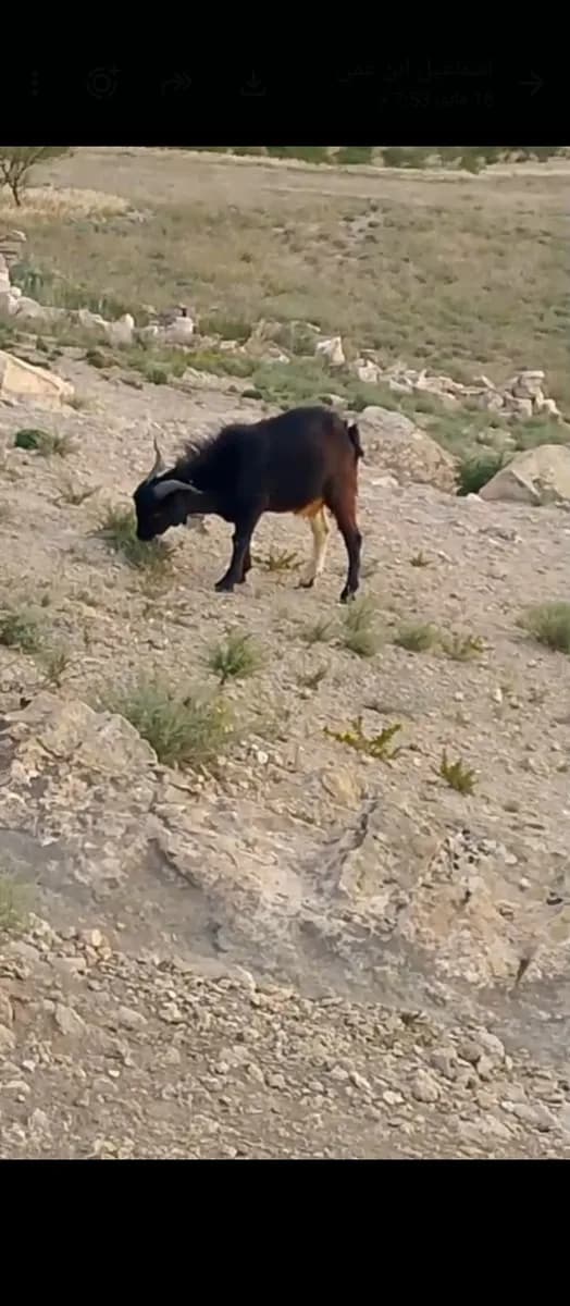 الضيعة الشامخة photo 1