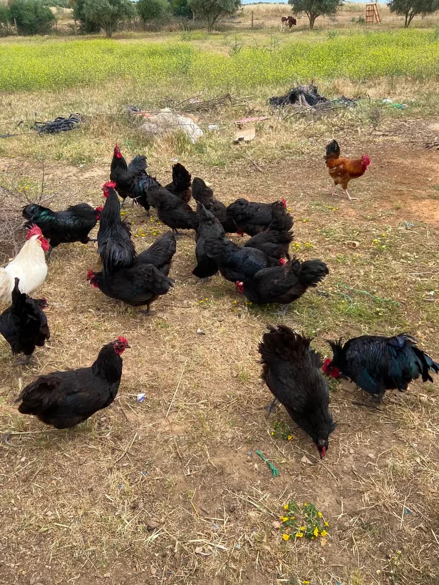 Yaz Farm photo 2