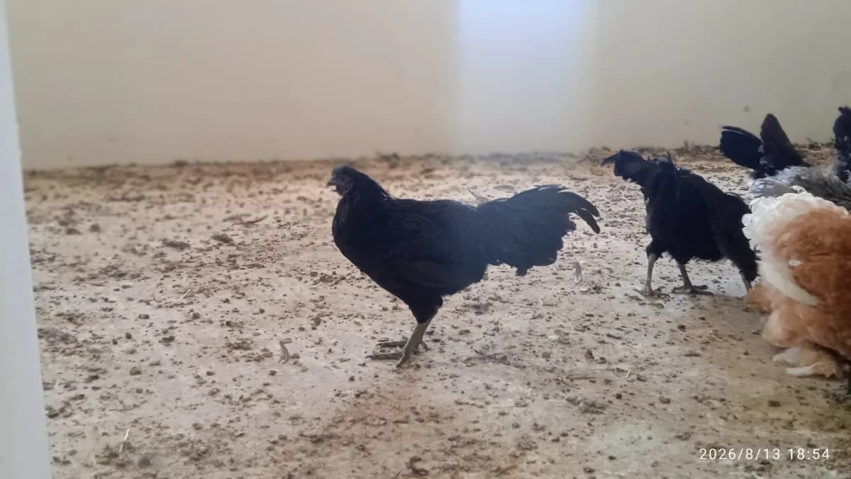 ضيعة الريشة الذهبية photo 2