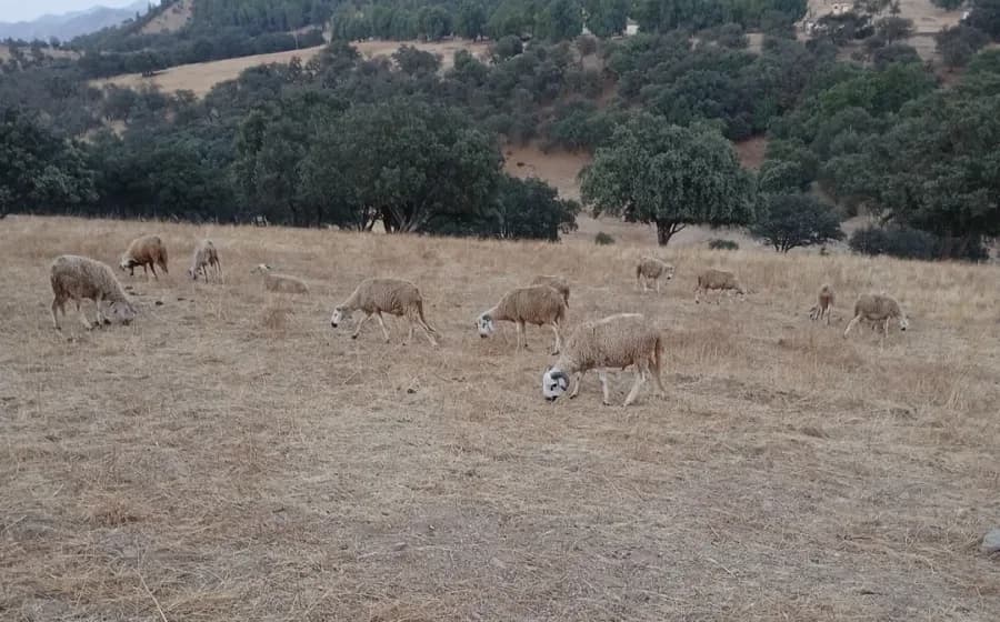 ضيعة الحرشة photo 2