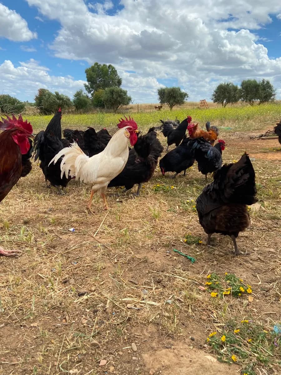 Yaz Farm photo 1