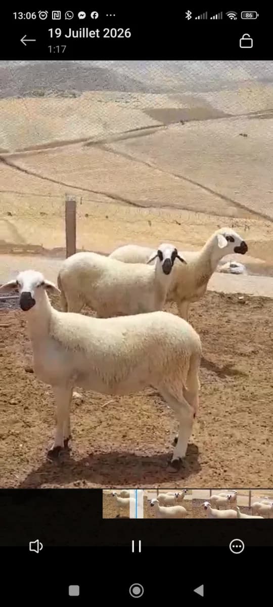قطيع حبيب الله photo 1