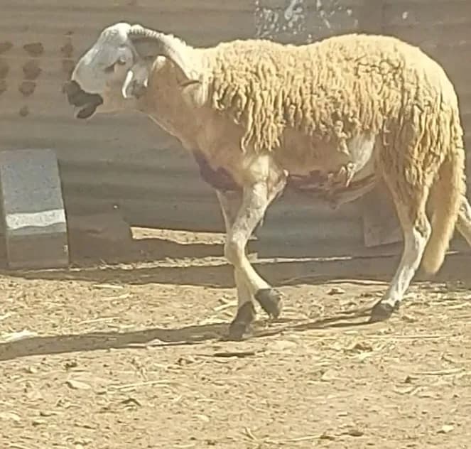 Ferme "Moul Lfirma" photo 1
