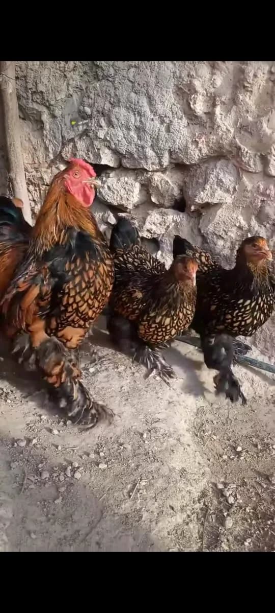 دواجن الأخوان لوليشكي photo 2