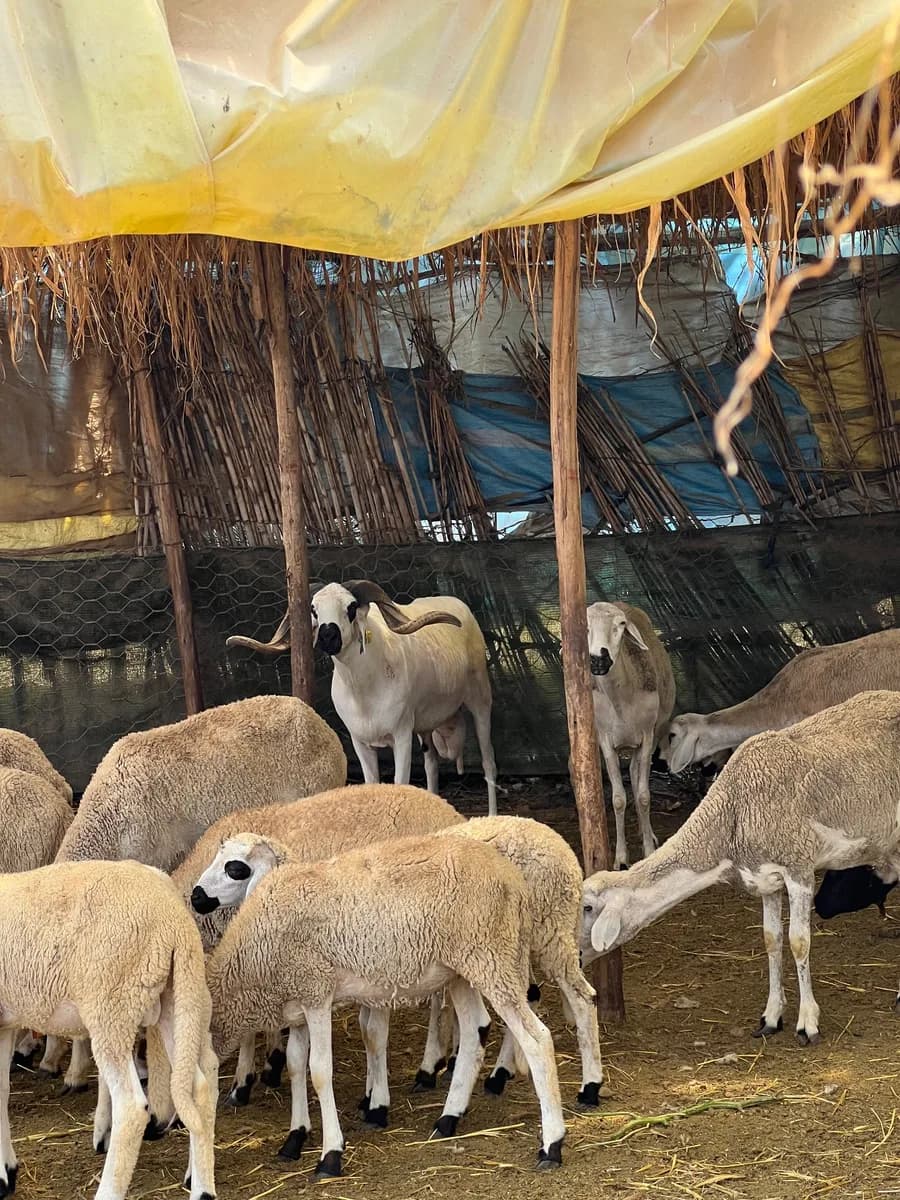 ضيعة عبدالله photo 3