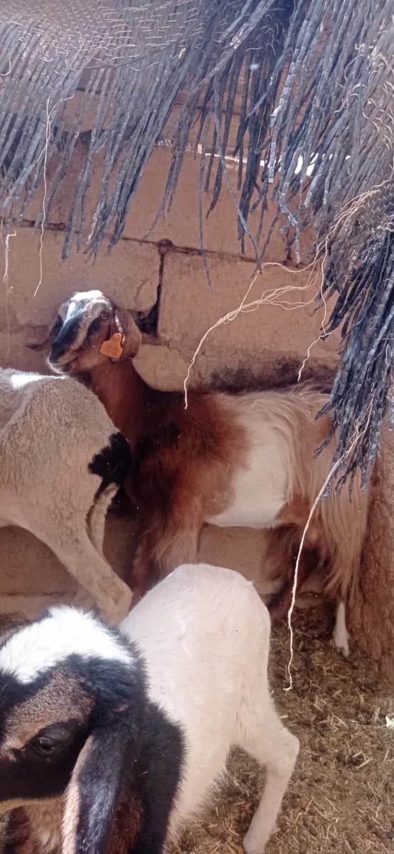 قطيع درعة photo 4