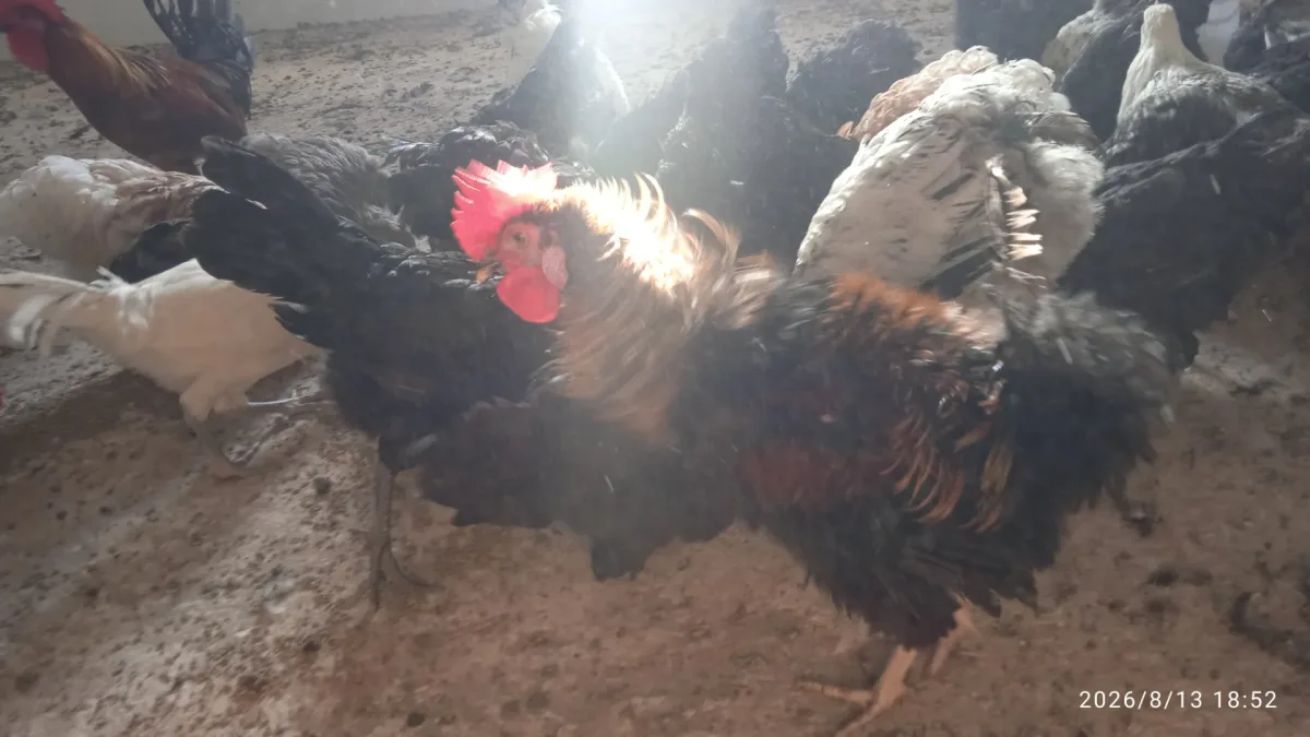 ضيعة الريشة الذهبية photo 4