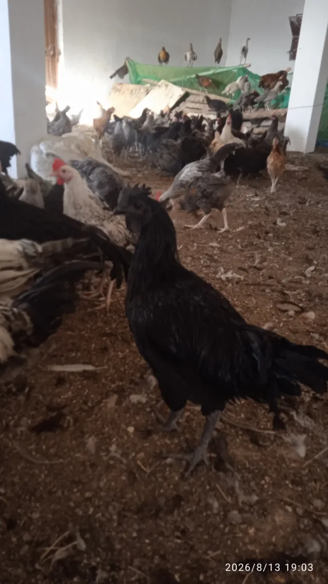 ضيعة الريشة الذهبية photo 1