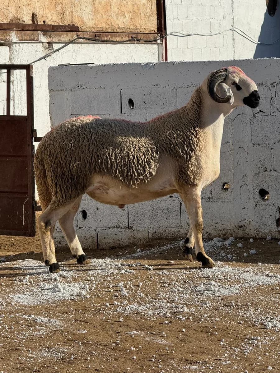 ضيعة حمزة الدكالي photo 3