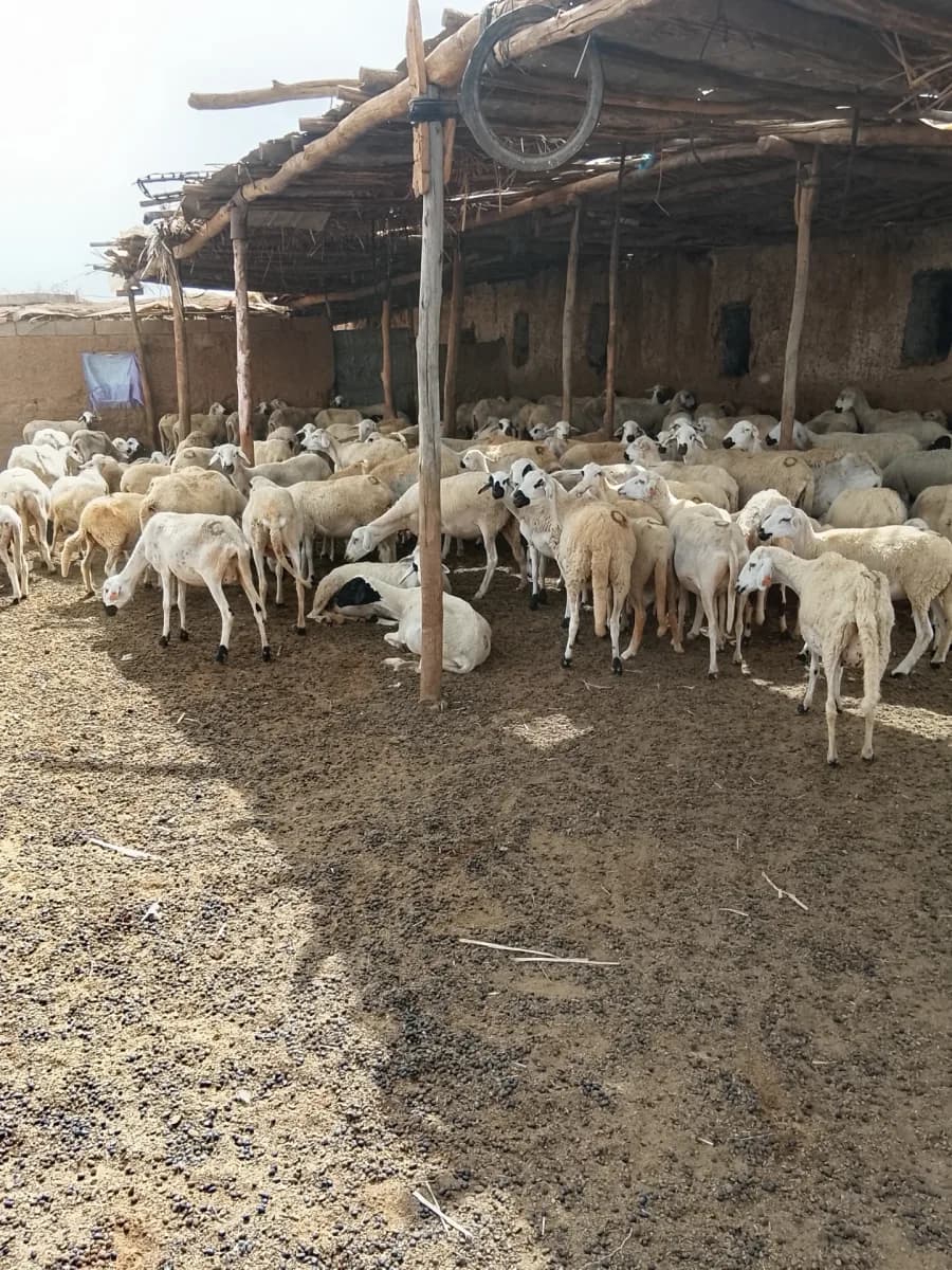 ضيعة الرحماني photo 4