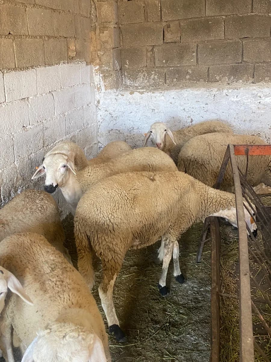 ضيعة العربي photo 1