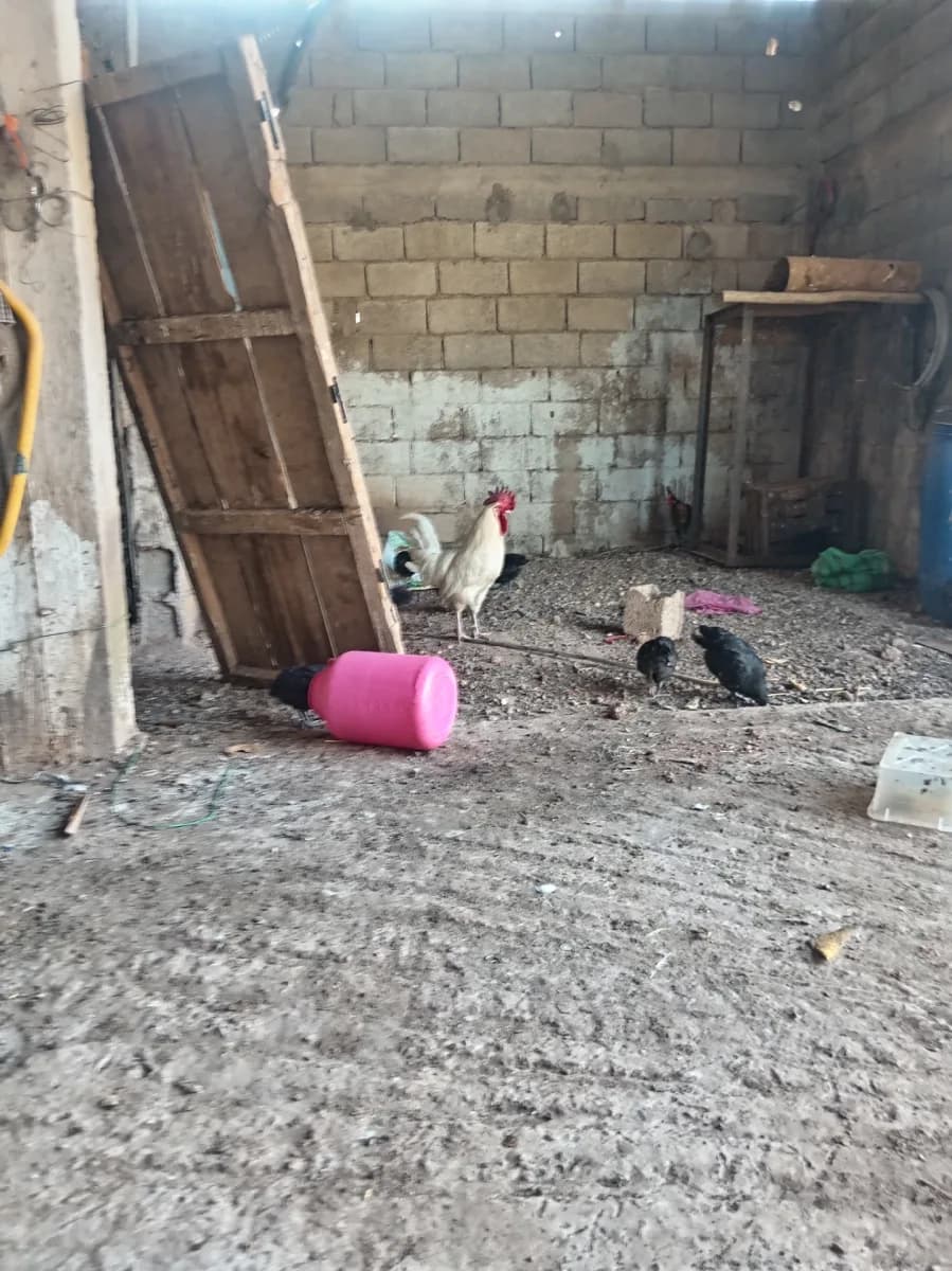 ضيعة صحراوي photo 3