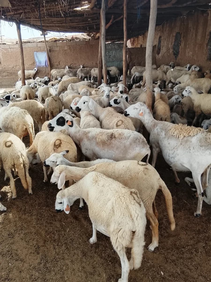 ضيعة الرحماني photo 3