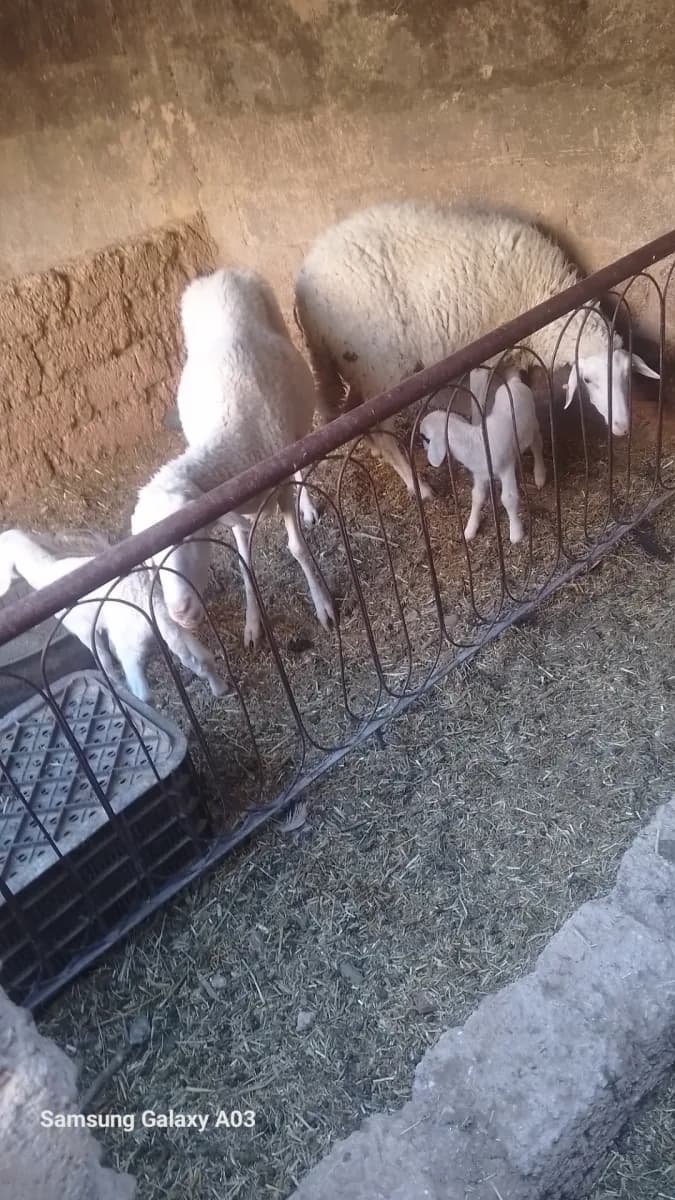 ضيعة تافيلالت photo 3
