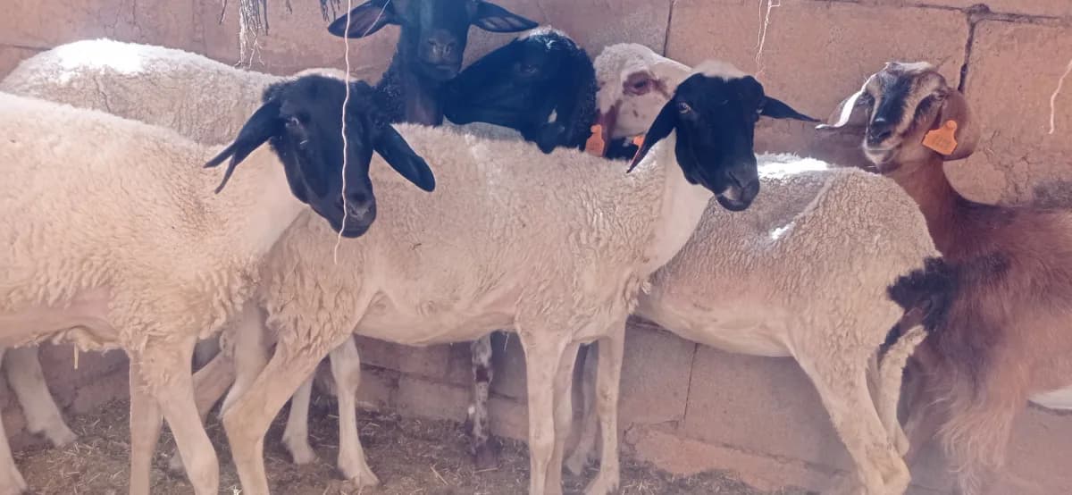 قطيع درعة photo 3
