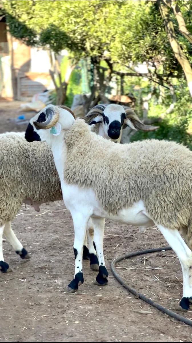 ضيعة الخير حمادي photo 1