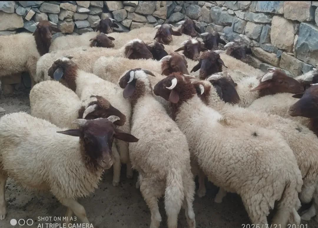 مزرعة المرابط photo 3