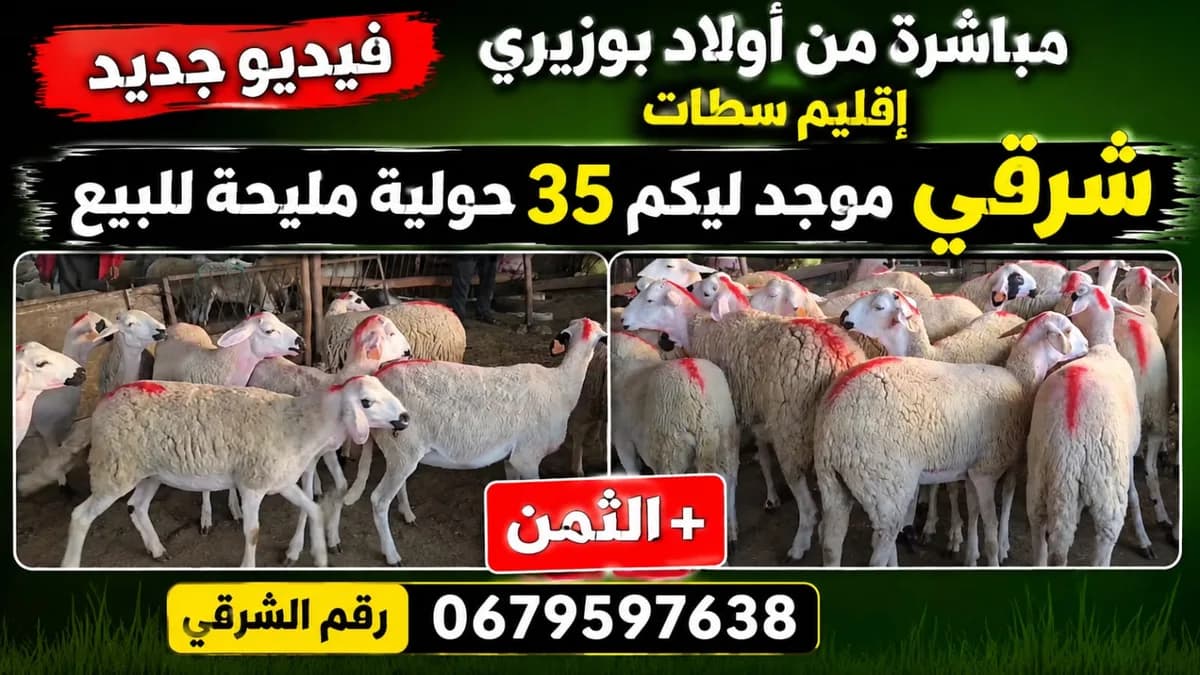 الشرقي photo 1