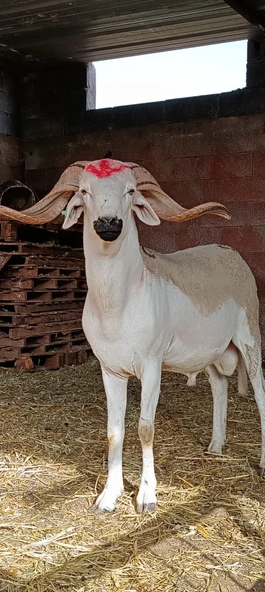 ضيعة الخير والبركة photo 2