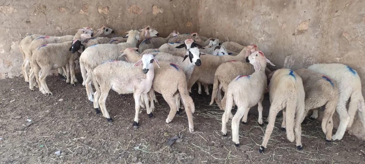 ضيعة سطات photo 3