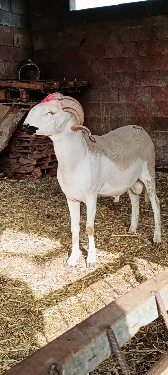 ضيعة الخير والبركة photo 3