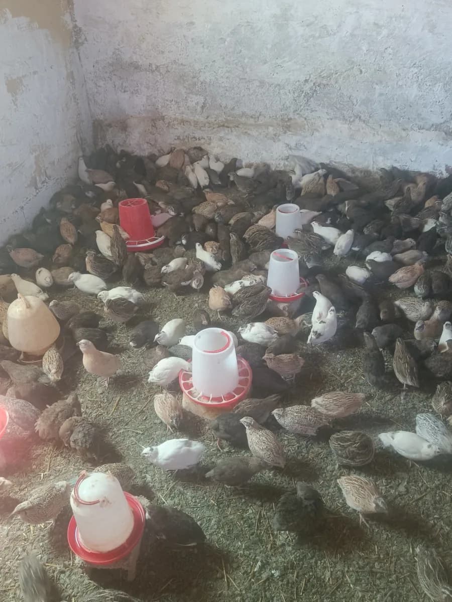 مزرعة السمان photo 4